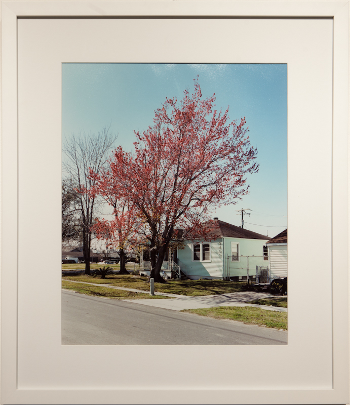 Red Tree 2011