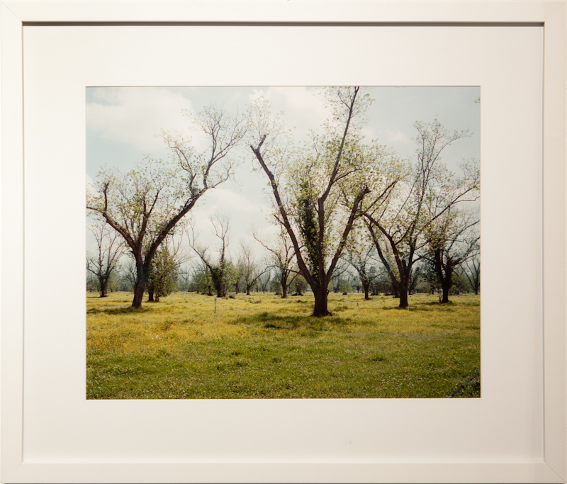 Pecan Grove 2009